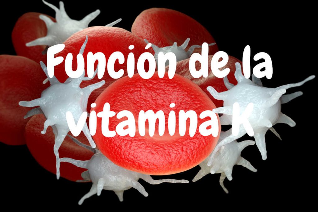 Funciones principales vitamina K